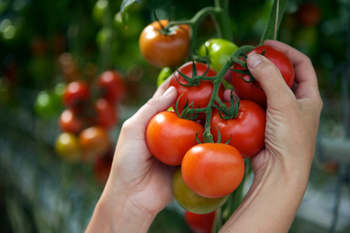 Vyrashivanie tomatov